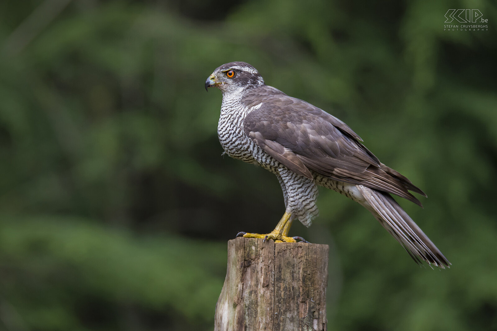 Roofvogels - Havik De havik (Accipiter gentilis) komt voornamelijk voor in bosgebieden en jaagt meestal vanaf een tak in een boom. Hun belangrijkste prooien zijn duiven, gaaien, kraaien en konijnen.  Stefan Cruysberghs